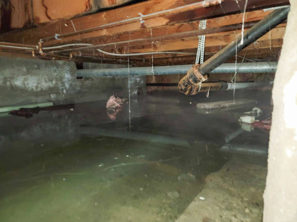 Best Basement water damage restoration  in Lake Havasu City, AZ